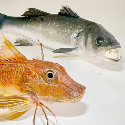 Taxidermie